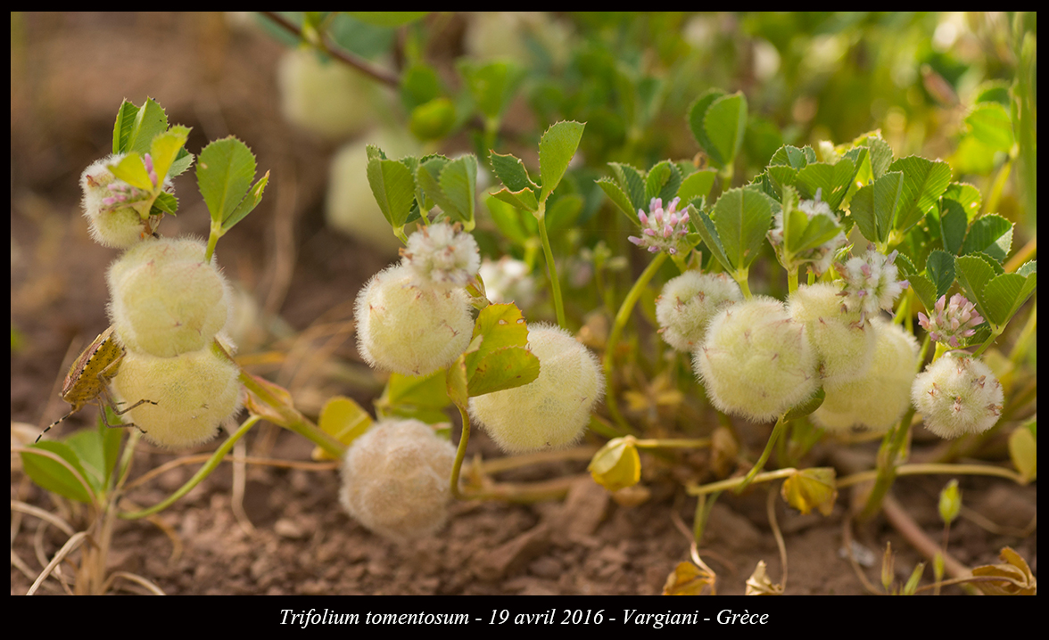 Trifolium tomentosum